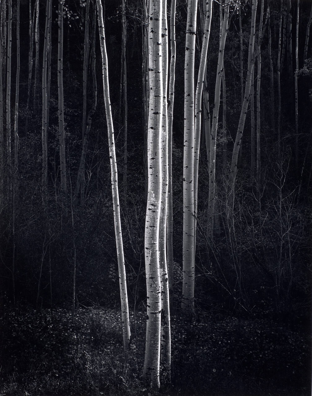 Aspens, Northern New Mexico