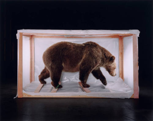 Smithsonian Bear