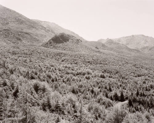Clear-Cut & Burned, East of Arch Cape, Oregon