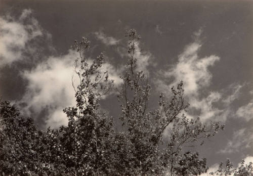 Tree Tops and Clouds