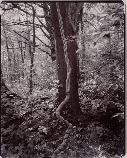 Vine, Belmont, Massachusetts