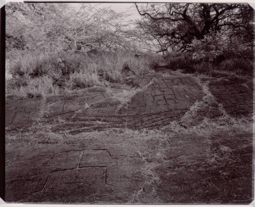 Petroglyphs, Kona, Hawaii