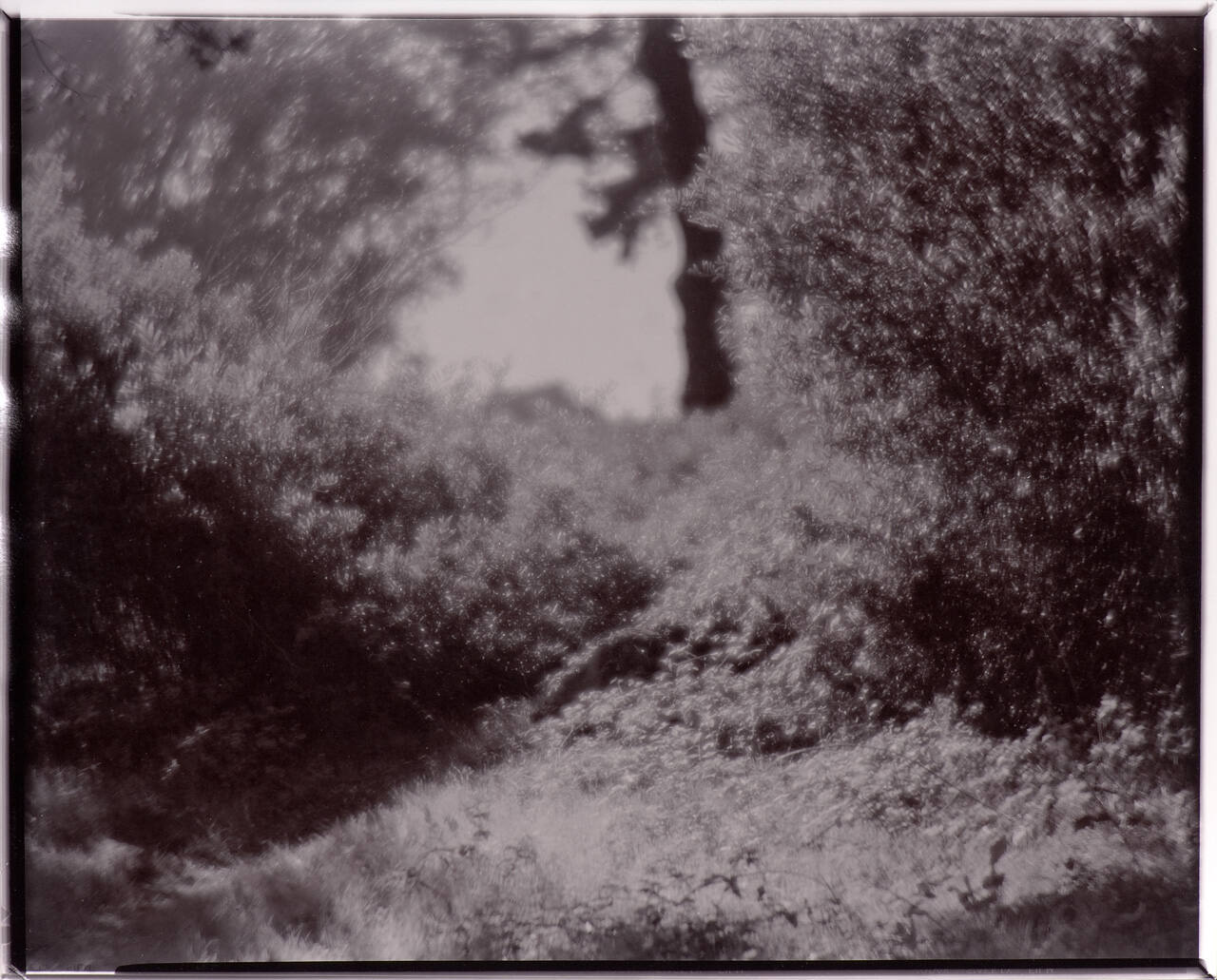 untitled (foliage dazzling in the sunlight with opening to the sky)