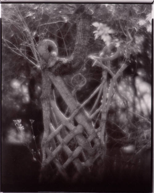Woven Tree