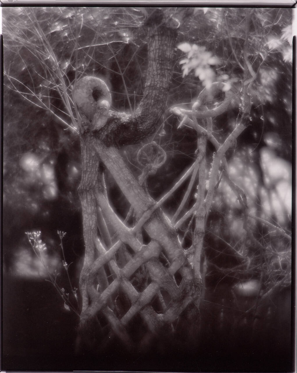 Woven Tree