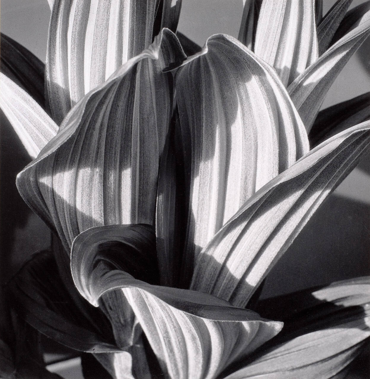 The False Hellebore