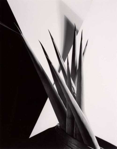 Agave Design I