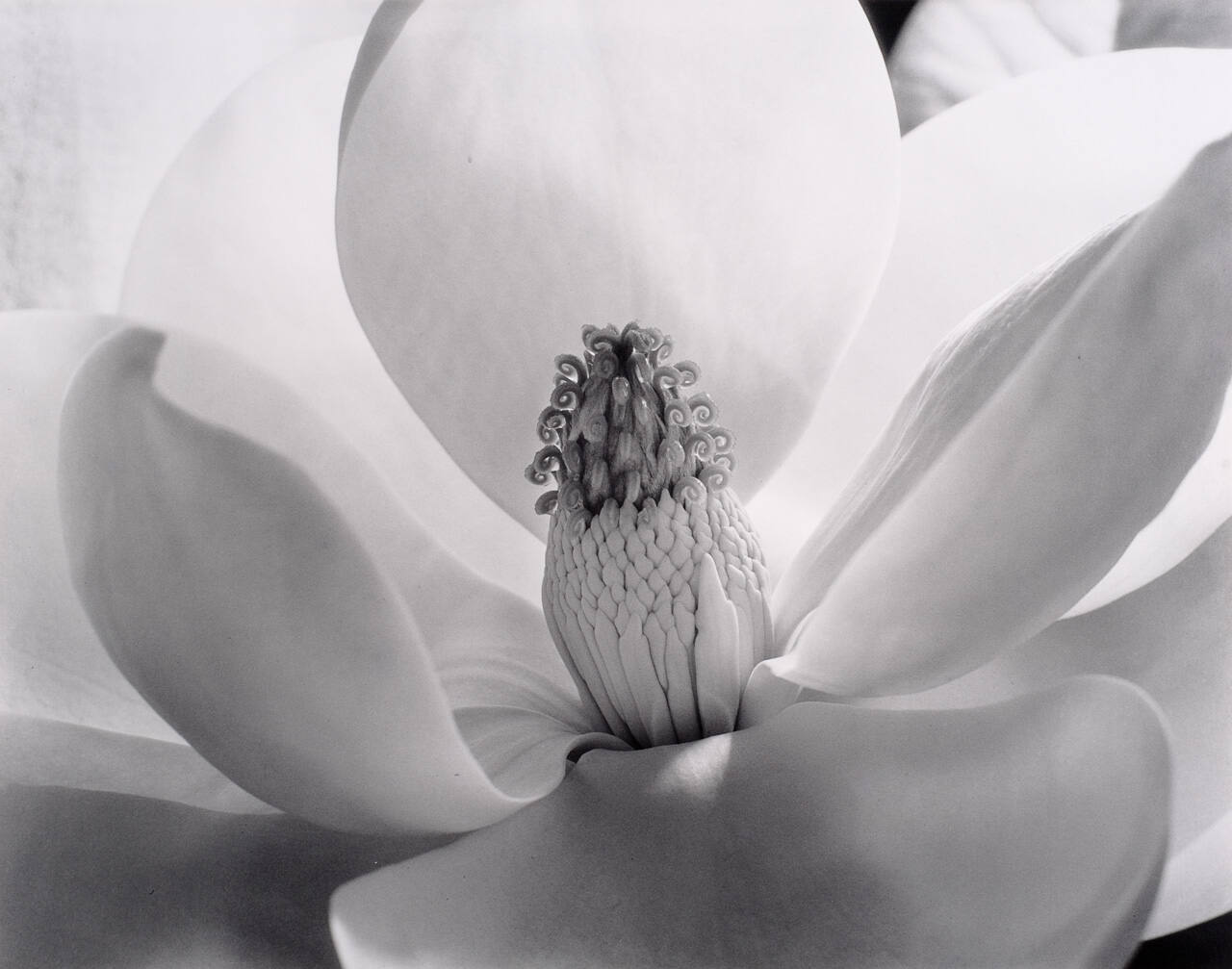 Magnolia Blossom