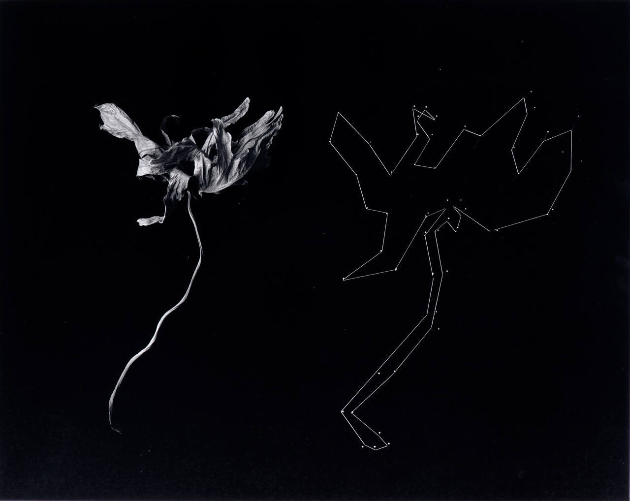 Leaf and String Drawing