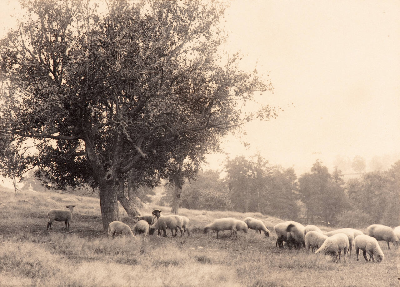 Untitled Landscape (Grazing Sheep)