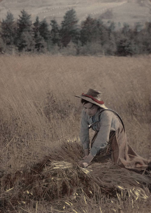 Woman Sheathing Wheat