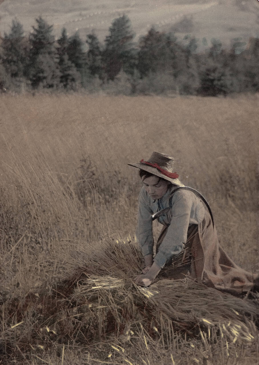 Woman Sheathing Wheat