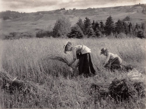 Young Women Harvesting Wheat
