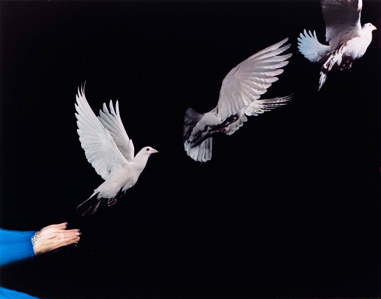 Pigeon Released