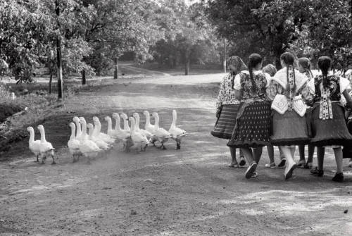 Geese, Hungary, 1964