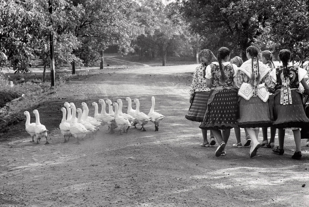 Geese, Hungary, 1964