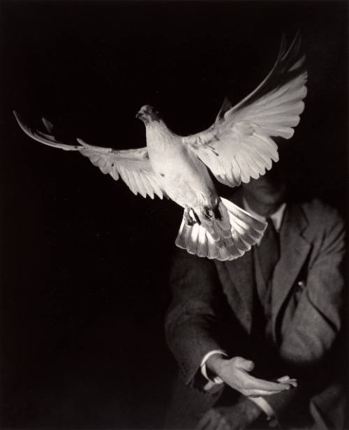 Rising Dove