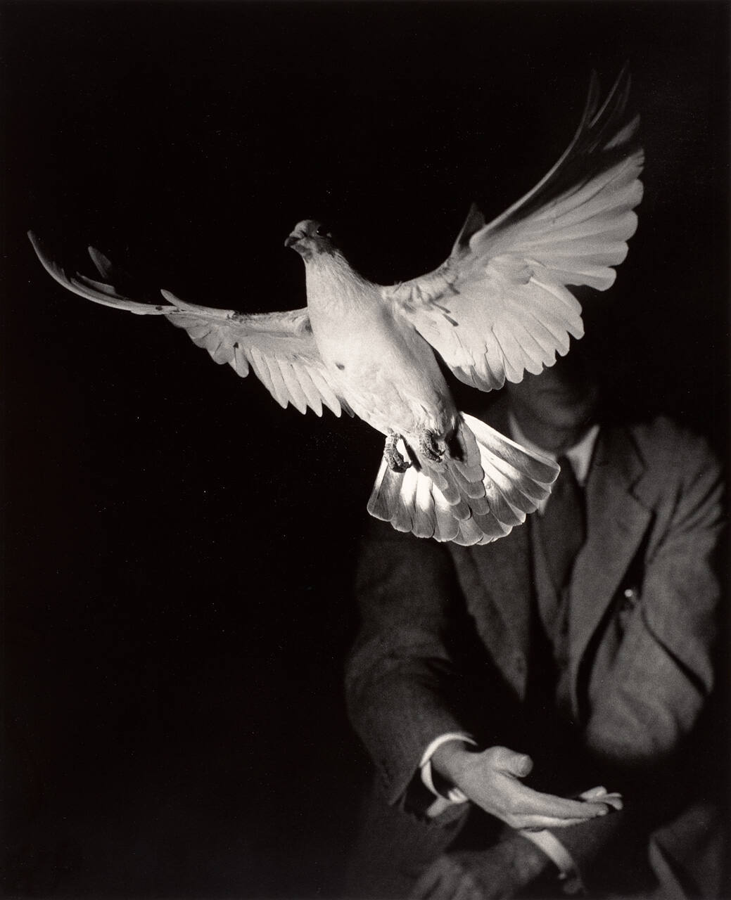 Rising Dove