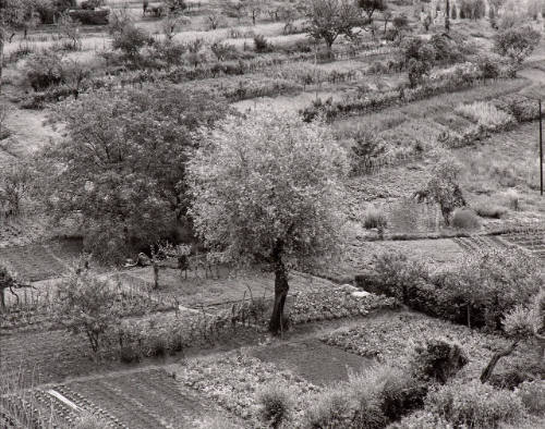 Siena, Italy (Dedicated to Frederick Sommer: The Hint that is a Garden)