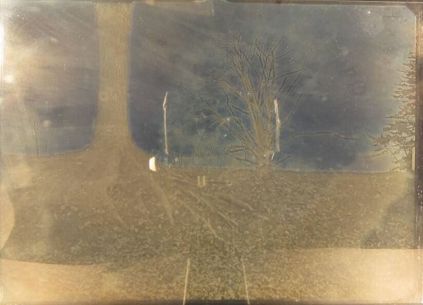 Tree Roots, Mount Hope Cemetery