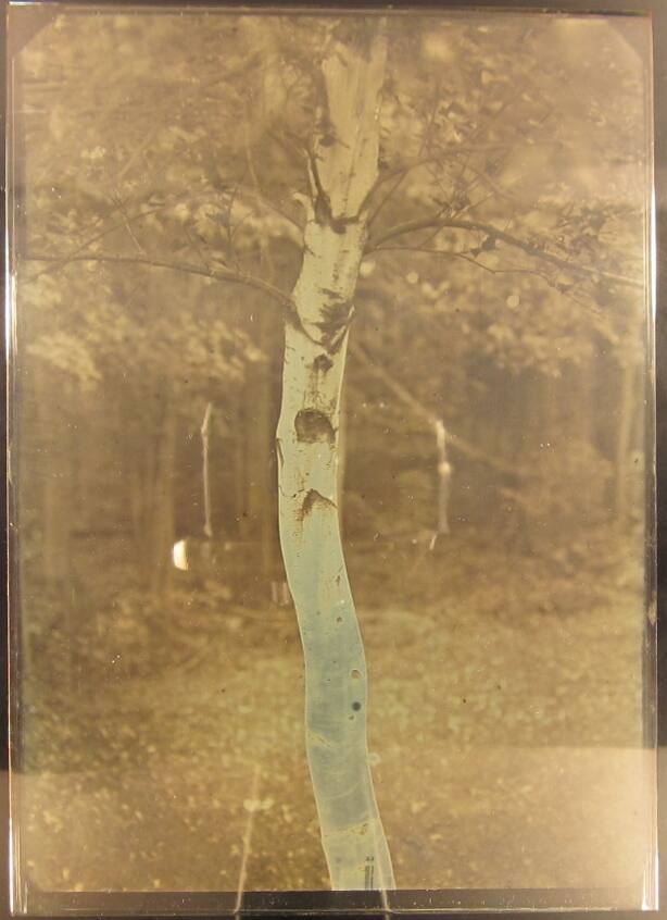 White Birch Tree, Blue Trunk