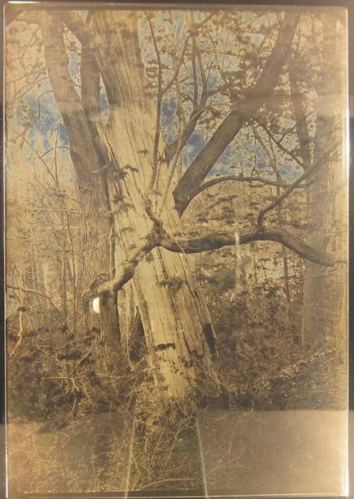 Dead Tree Leaning on, and Embraced by, Live Tree