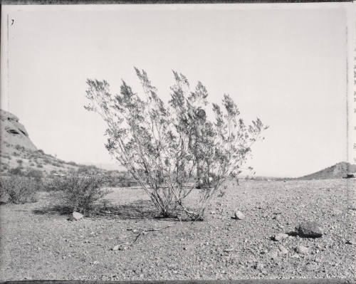 Man Behind Creosote Bush, Phoenix, AZ