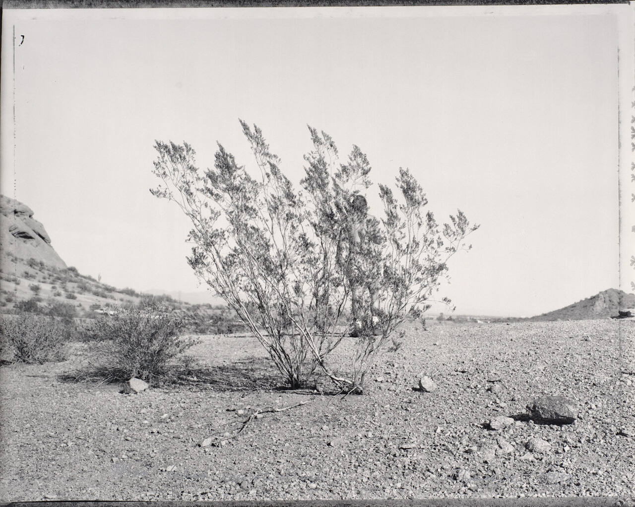 Man Behind Creosote Bush, Phoenix, AZ
