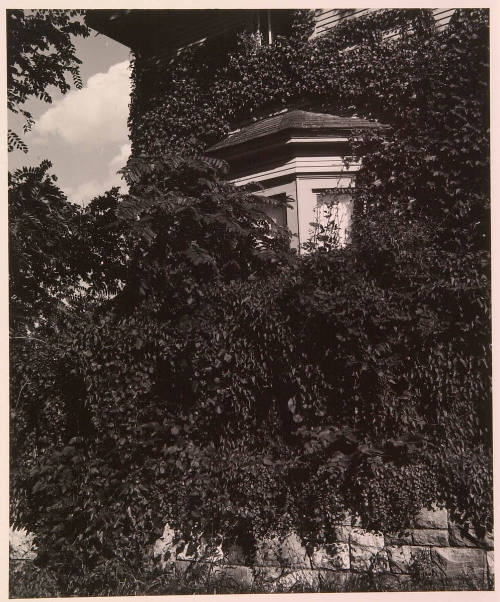 House with Vines and Shrubs