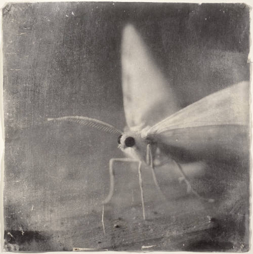 Attracted to Light #10
