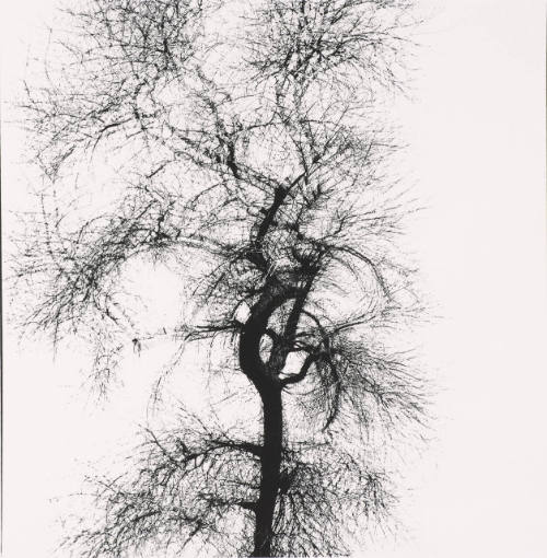 Multiple Exposure, Tree, Chicago