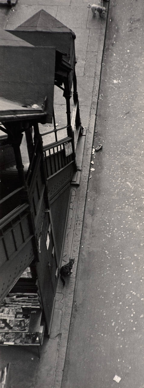 Untitled (cat and dog by elevator)