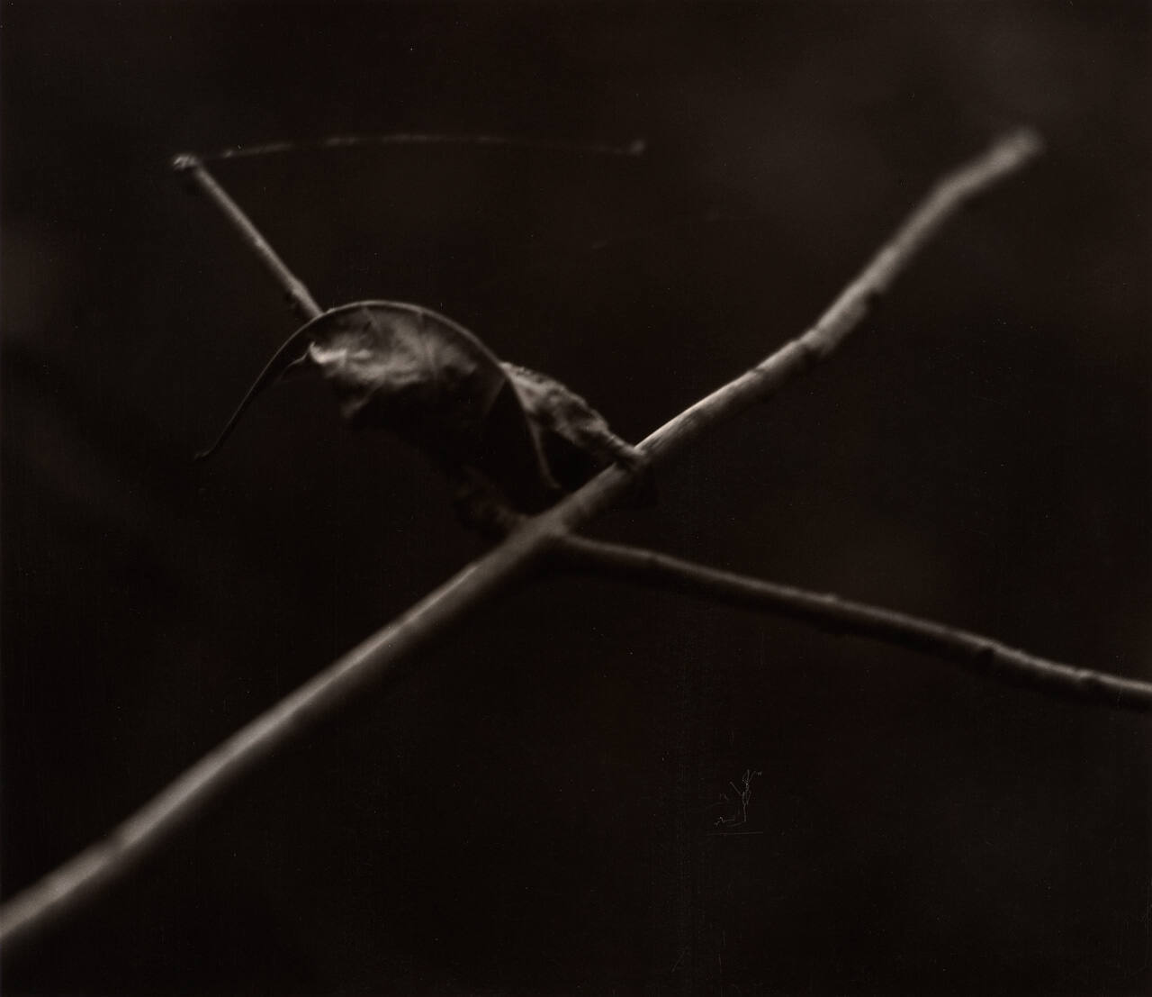 [Zen Leaf]