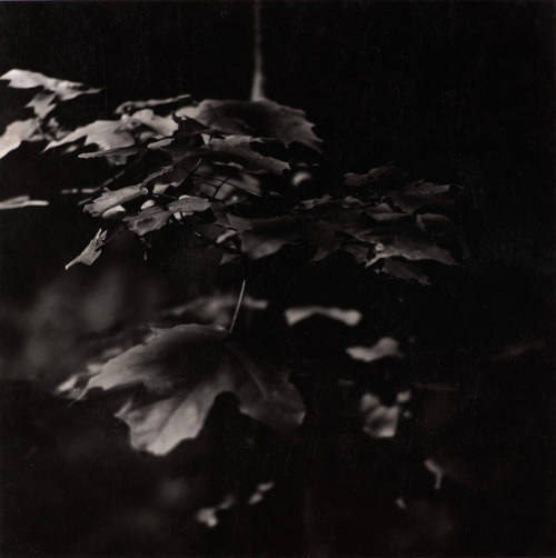 [Leaves]