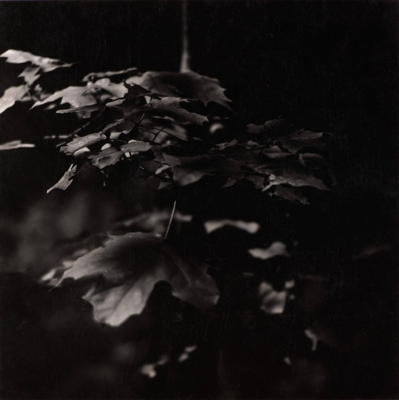 [Leaves]