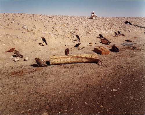 The Trapper of Hawks between Kharga and Dakla, Egypt