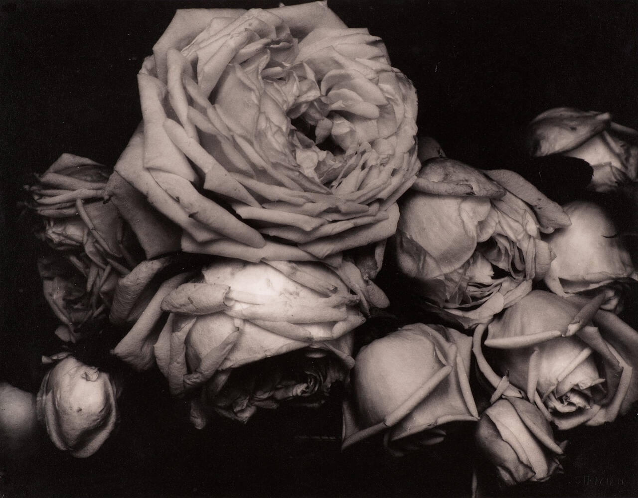 Heavy Roses, Voulangis, France