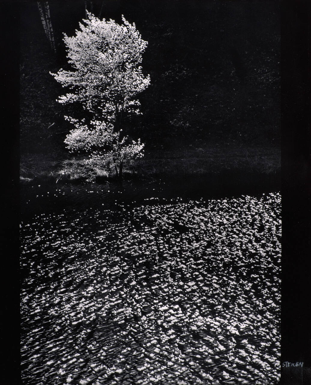 Shad-Blow Tree, Umpawaug Farm, Connecticut