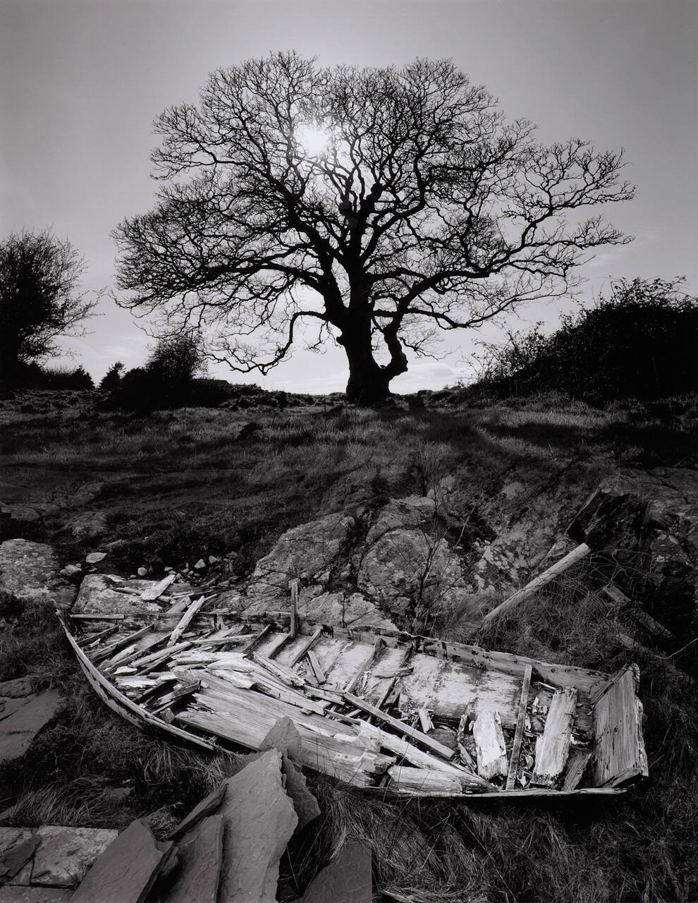 Untitled (tree/dead boat)
