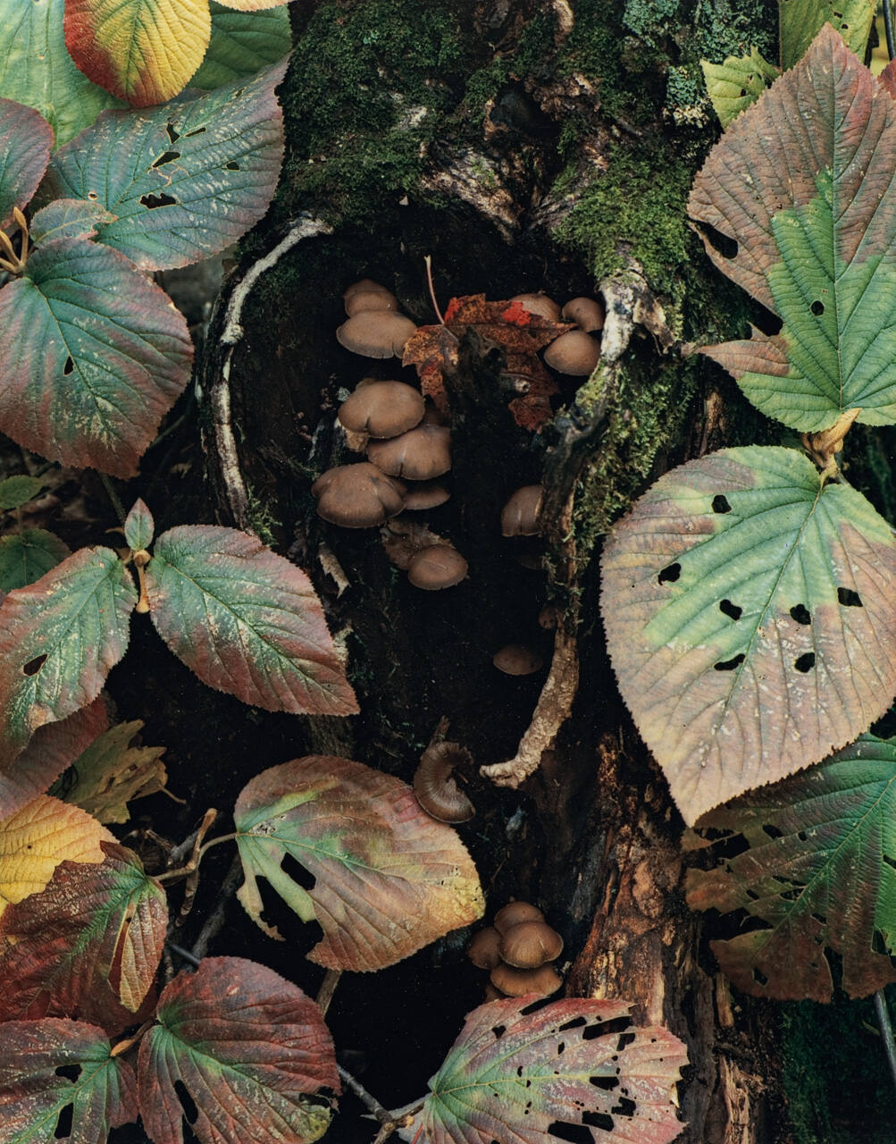 Mushrooms and Hobble Bush