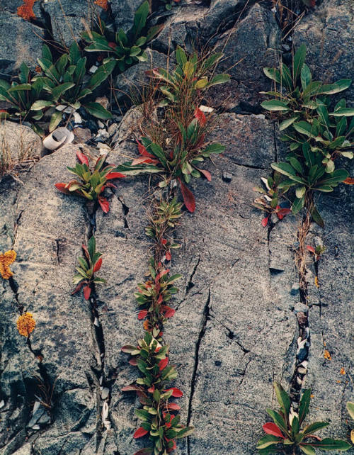 Red Leaves and Rock