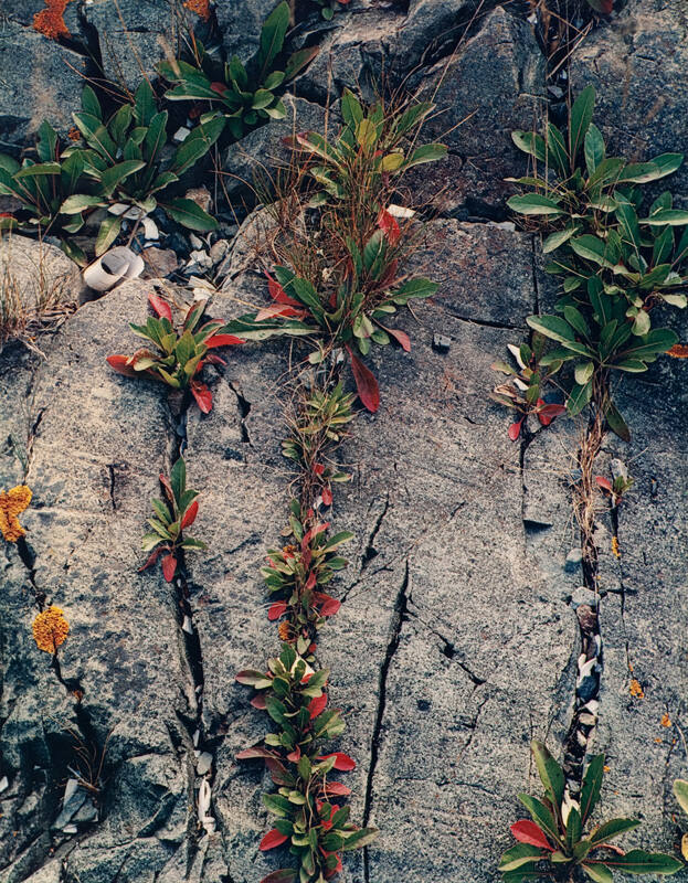 Red Leaves and Rock