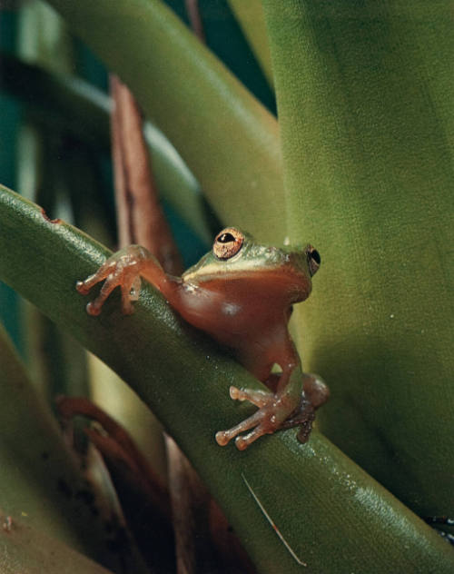 Tree Frog