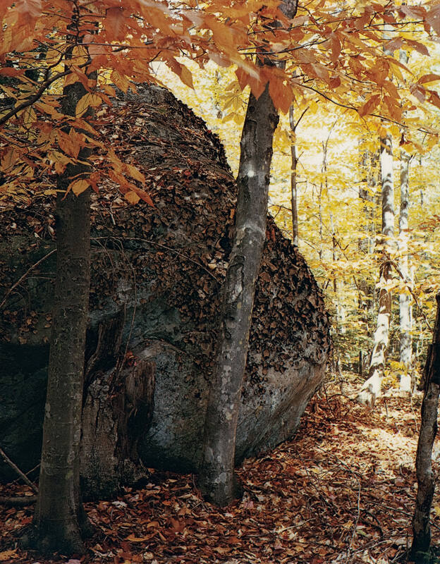 Boulder and Beech Trees