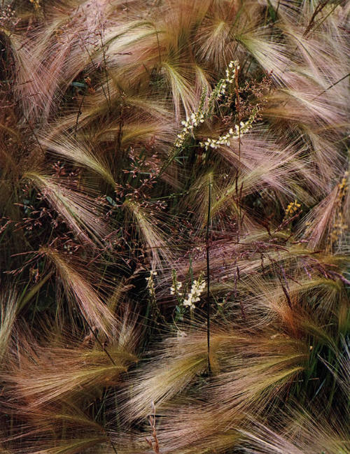 Foxtail Grass
