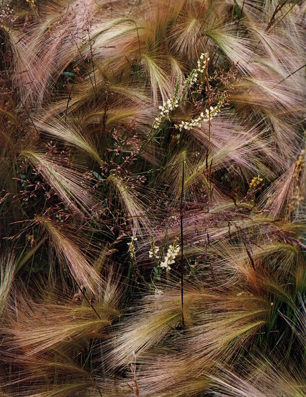Foxtail Grass