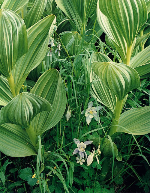Hellebore and Colombine