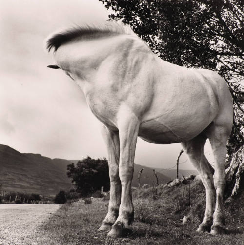 White Horse, Donegal, Ireland, 1965-66