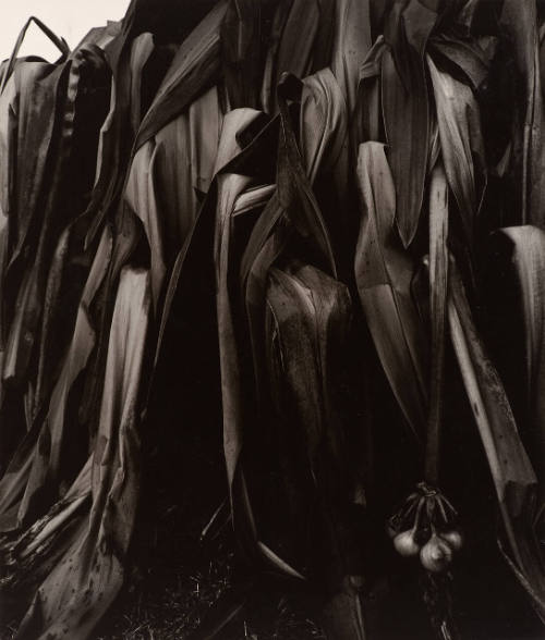 Untitled (plant hit by freeze)