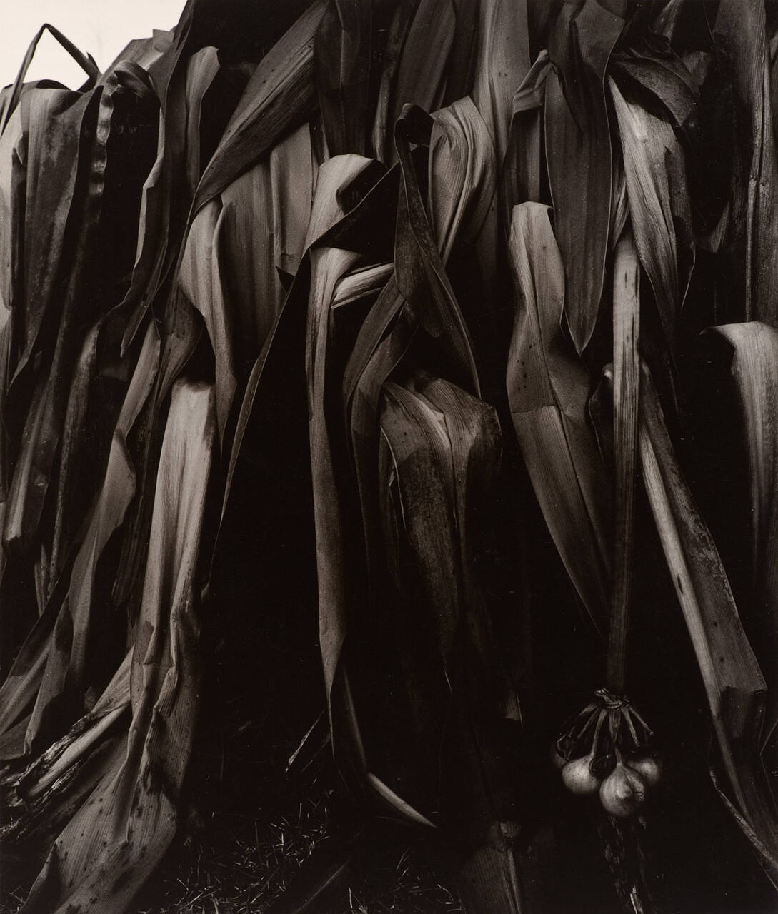 Untitled (plant hit by freeze)